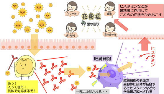 アレルギー薬
